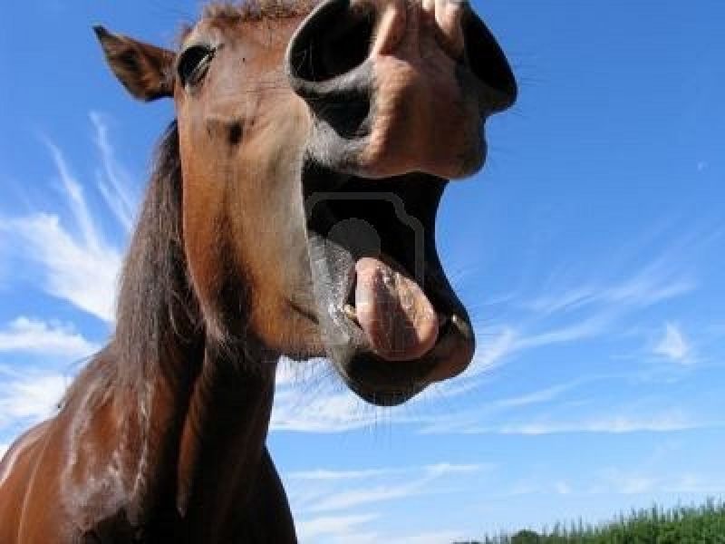 521111-a-horse-laugh