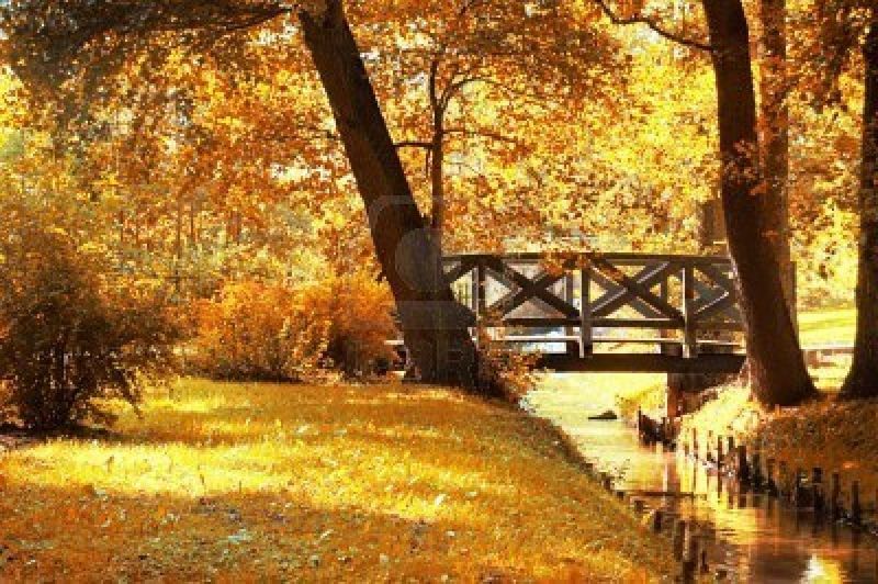 7971761-autumn-scenery-beautiful-gold-fall-in-park