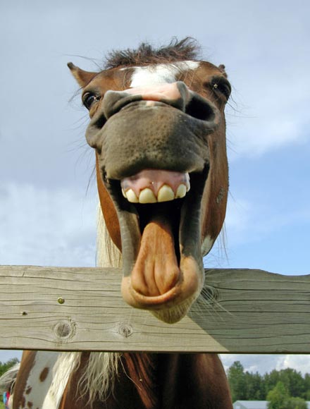 Laughing_horse