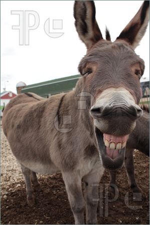 Donkey-Laughing-1662146