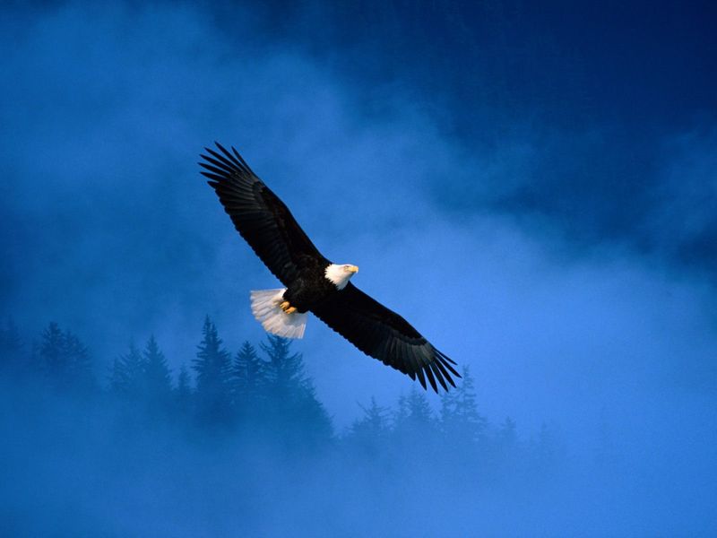Flight_of_freedom_bald_eagle-1280x960