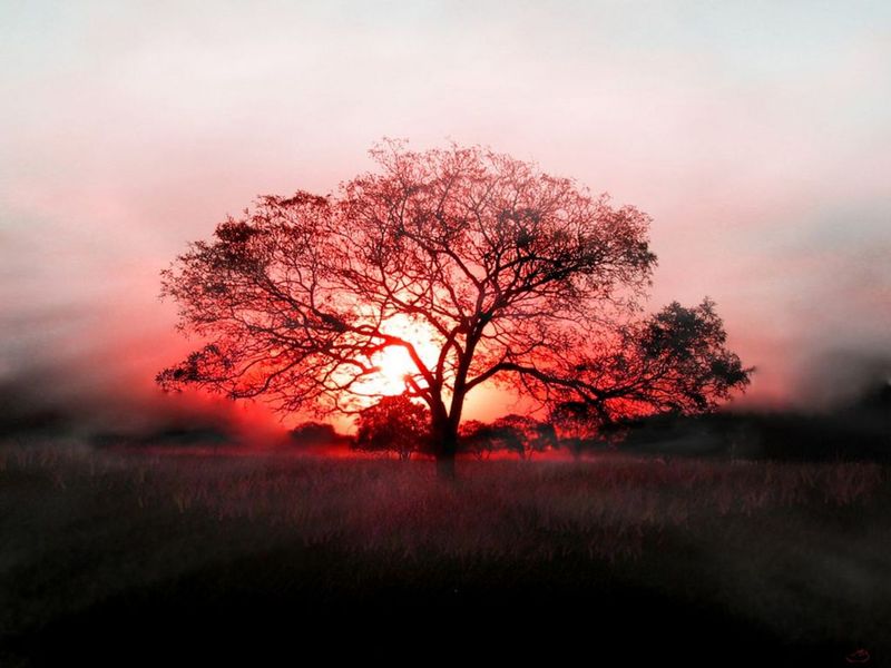 Red-tree-wallpaper-hd