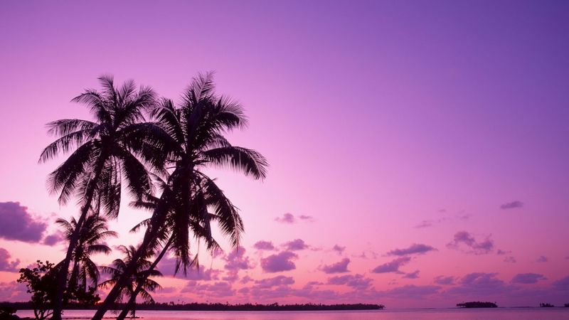 Fuschia-pink-purple-sky-sets-the-backdrop-for-silhouetted-beach-palm-trees-102978 Fuschia-pink-purple-sky-sets-the-backdrop-for-silhouetted-beach-palm-trees-102978