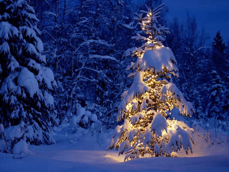 Beautiful-Christmas-Trees-32
