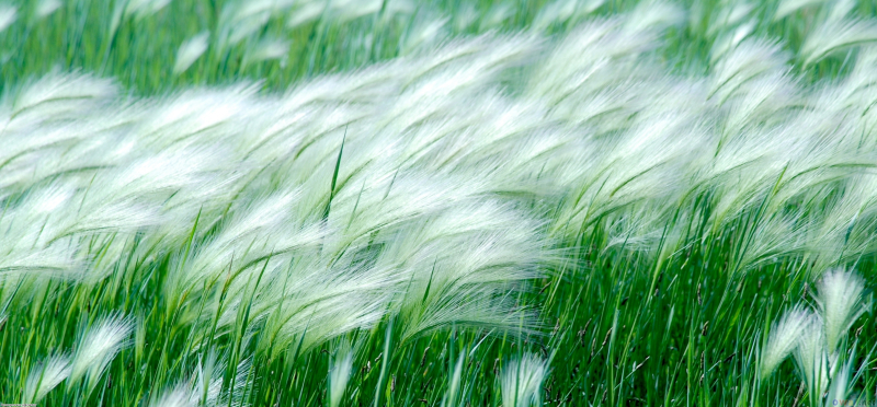 Wind-Blowing-Wallpapers-Free-Download