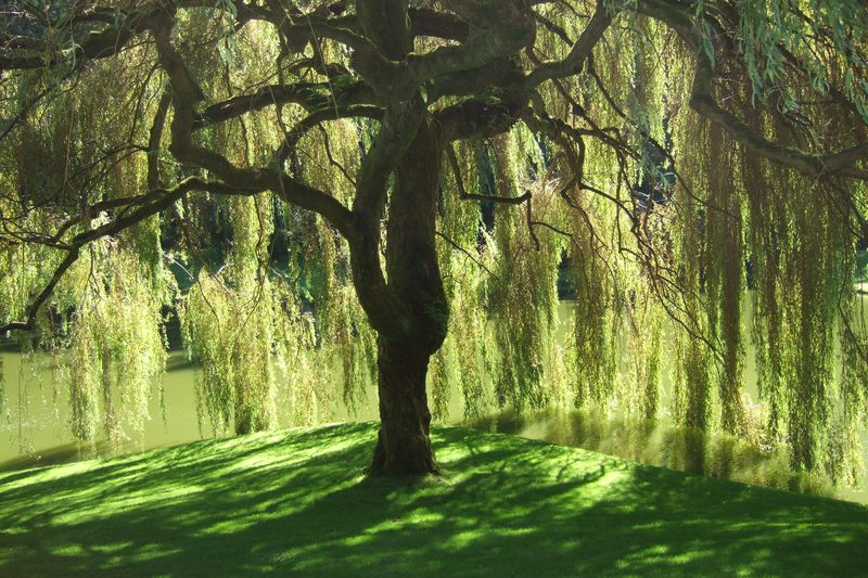 Bloedel_Reserve_Willow_Tree