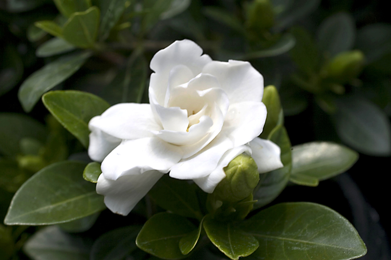 Gardenia-Crown-Jewel-001