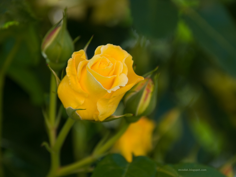 A_Yellow_Rose_2_27345