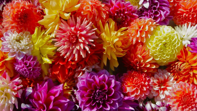 Colorful-dahlia