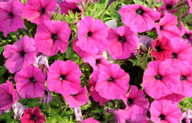 Petunias