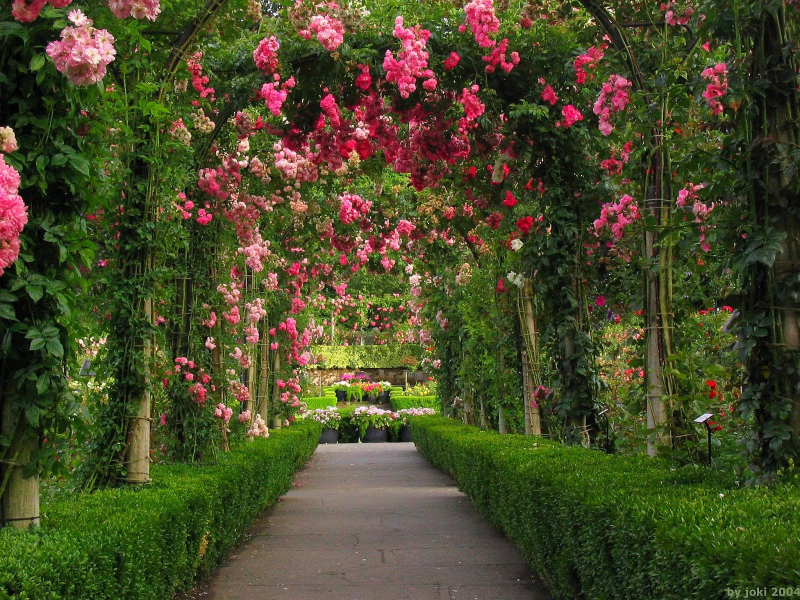 Rose garden wallpaper (7)