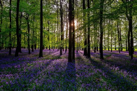Flowers and forests