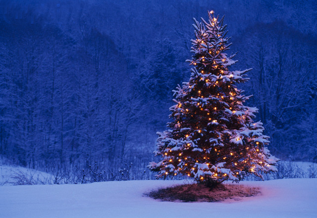 Snow covered lit tree