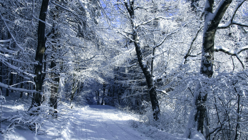 Winter_Snow-covered_road_in_the_woods_095230_ Winter_Snow-covered_road_in_the_woods_095230_