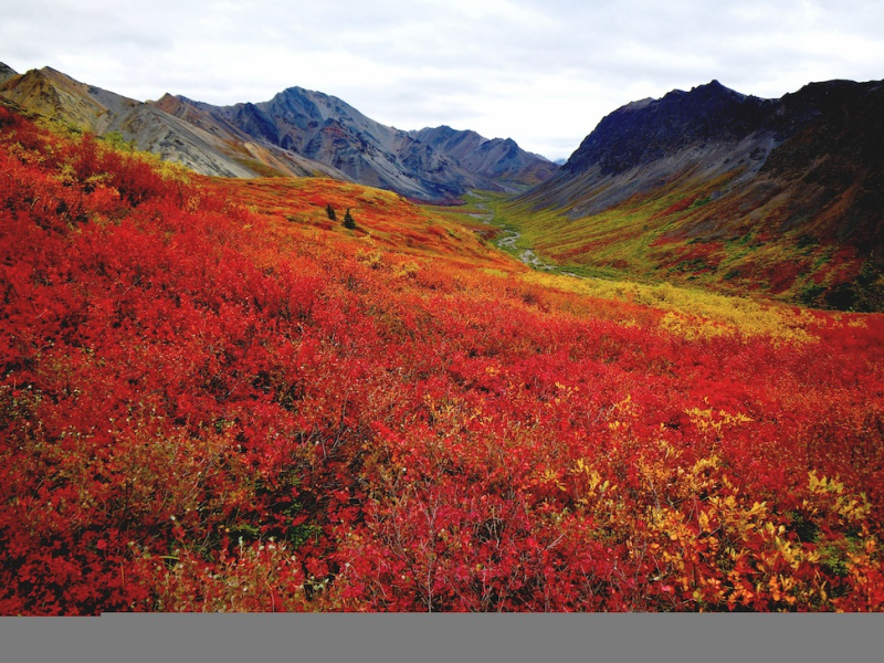 Alaska-Range-Autumn Alaska-Range-Autumn