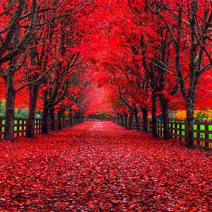 36f98e49c3bb72bc91c166f89591c8ec--red-leaves-my-favorite-color