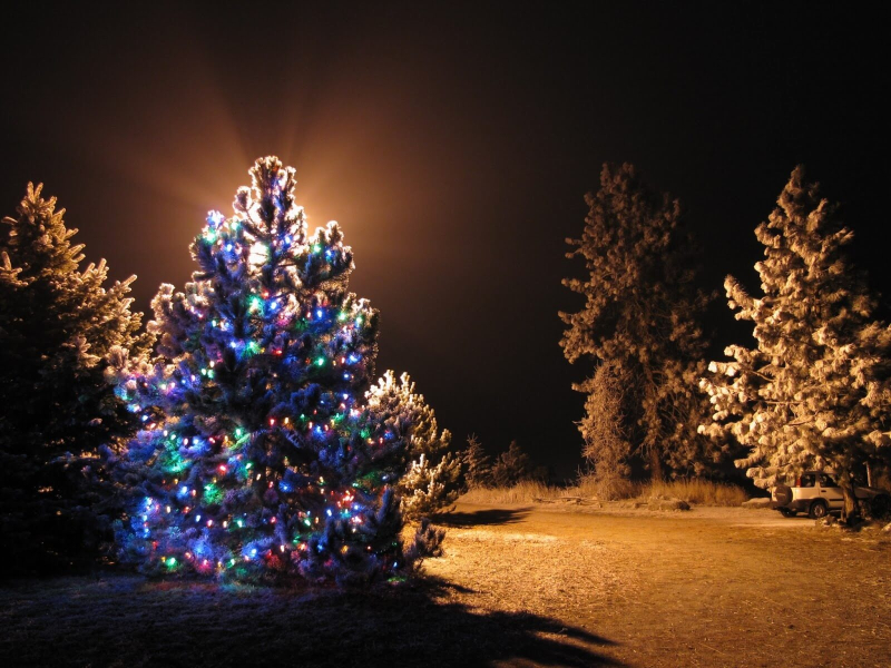Outdoor-lighted-christmas-trees-design-all-home-design-ideas-with-outdoor-lighted-christmas-tree