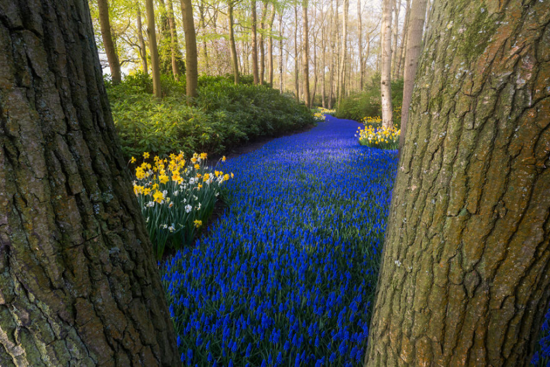 Keukenhof_AlbertDros-4-5ea6b5fba7ac8__880